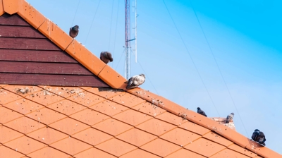 pájaros en un tejado